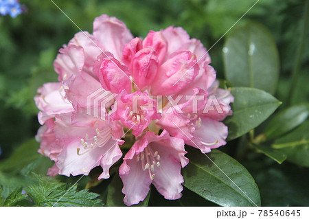 西洋シャクナゲの花の写真素材