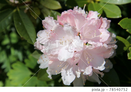 西洋シャクナゲの花 西洋シャクナゲの花 78540752