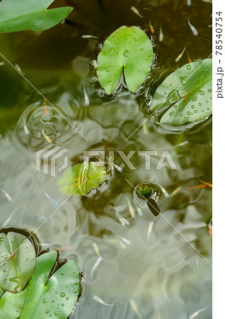 池を泳ぐメダカの群れ 池を泳ぐメダカの群れ 78540754
