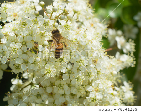 hardworking bee sucking nectar from small white spring flowers 78541239