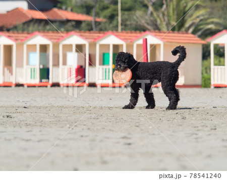 black poodle dog playing frisbee on the beach black poodle dog playing frisbee on the beach 78541240