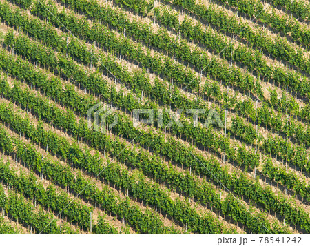 Vineyard diagonal pattern: Rows of grapevine on a steep hill Vineyard diagonal pattern: Rows of grapevine on a steep hill 78541242