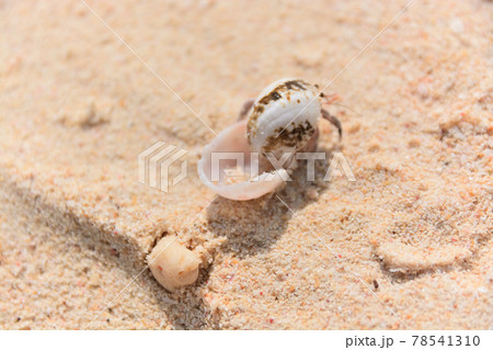 砂浜のヤドカリ 砂浜のヤドカリ 78541310