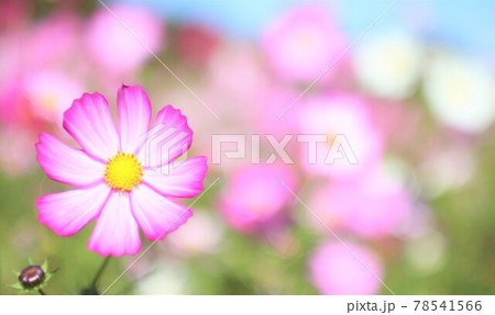 秋桜 秋桜 78541566