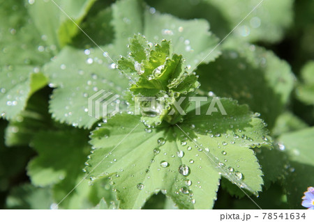 雨上がりのアルケミラモリスの葉 78541634