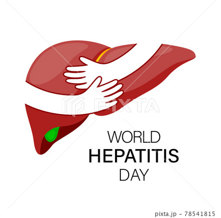 Hands embrace human liver. Hands embrace human liver. 78541815