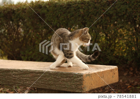 ステップ 78541881