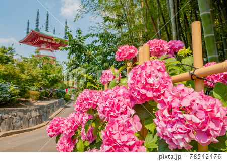 高徳院、満開のあじさい〈愛知県豊明市〉 78542476