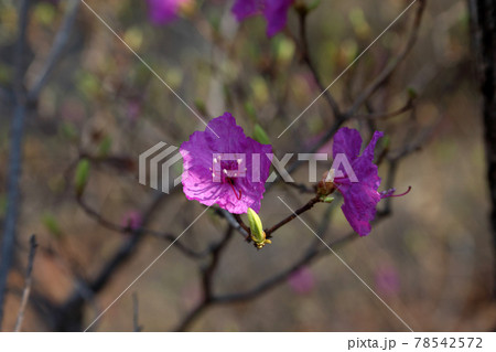 Rhododendron mucronulatum blossom. Korean rhododendron. Korean rosebay. Far eastern variety Rhododendron mucronulatum blossom. Korean rhododendron. Korean rosebay. Far eastern variety 78542572