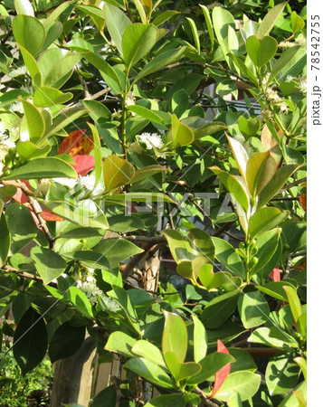 トロピカルフルーツヒメグァバのクリーム色の花 78542755
