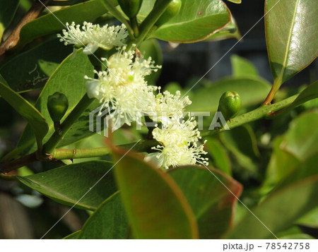 トロピカルフルーツヒメグァバのクリーム色の花 78542758