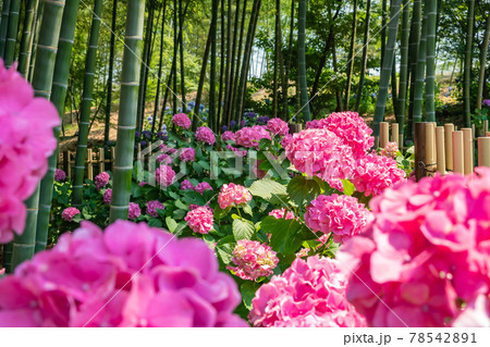 高徳院、満開のあじさい〈愛知県豊明市〉 78542891