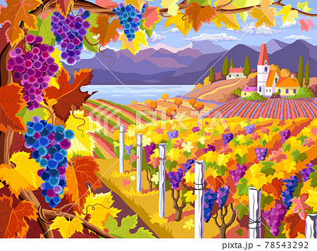 Rural landscape with vineyard, grapes bunches, fields and sea. Autumn rural landscape. 78543292