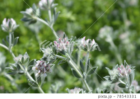 Hairy canary clover Hairy canary clover 78543331