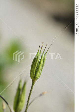 Common columbine Common columbine 78543332