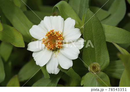 Common zinnia 78543351