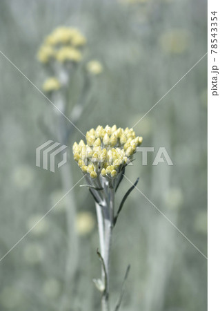 Italian everlasting flowers Italian everlasting flowers 78543354