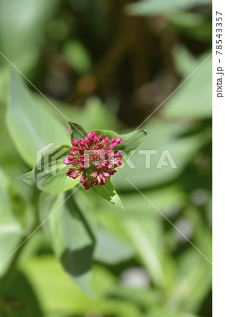 Red valerian Red valerian 78543357