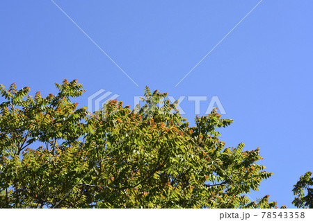 Tree of heaven Tree of heaven 78543358