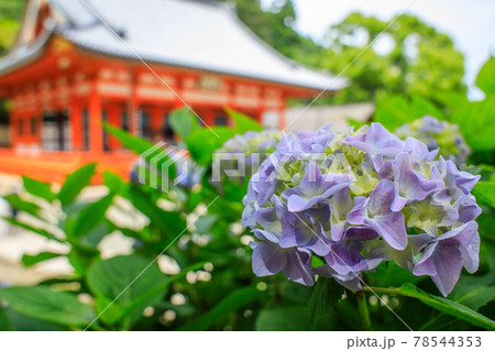 勝尾寺本堂とあじさい 勝尾寺本堂とあじさい 78544353