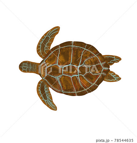 digital drawing of an aquatic animal - sea turtle 78544635