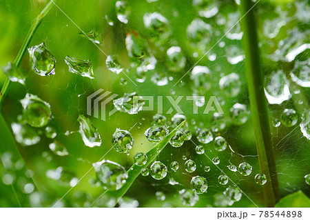 クサグモの巣 78544898