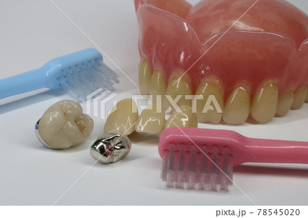歯 歯 78545020