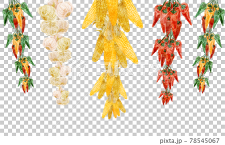 Hand-painted watercolor-style illustrations of hanging corn, garlic and chili peppers Hand-painted watercolor-style illustrations of hanging corn, garlic and chili peppers 78545067