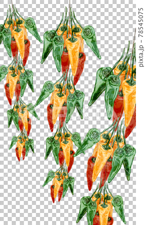 吊るされたとうがらしの手書き水彩風イラストのイラスト素材