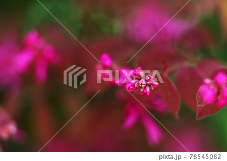 公園に咲く満開のベニバナトキワマンサクの赤い花とつぼみ 78545082