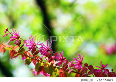 公園に咲く満開のベニバナトキワマンサクの赤い花 78545084