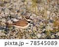 コチドリ 78545089