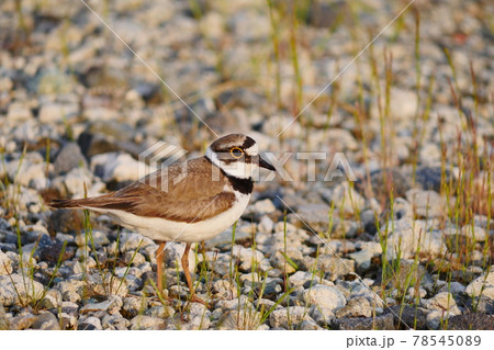 コチドリ 78545089