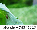 ツマグロヒョウモンのさなぎ 78545115