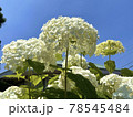 白い紫陽花 78545484