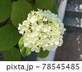 白い紫陽花 78545485
