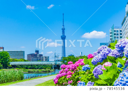 【季節の風景】東京スカイツリーとアジサイ 78545536