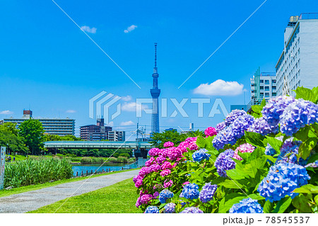 【季節の風景】東京スカイツリーとアジサイ 78545537