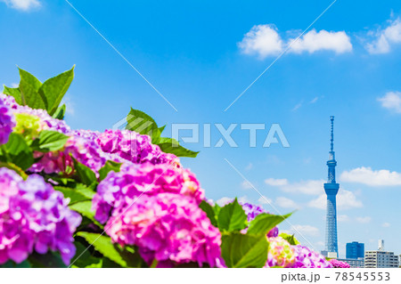 季節の風景】東京スカイツリーとアジサイの写真素材 [78545553] - PIXTA