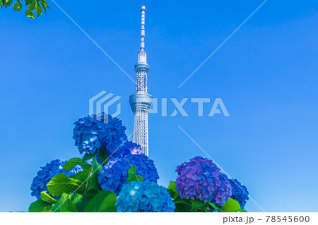 【季節の風景】東京スカイツリーとアジサイ 【季節の風景】東京スカイツリーとアジサイ 78545600