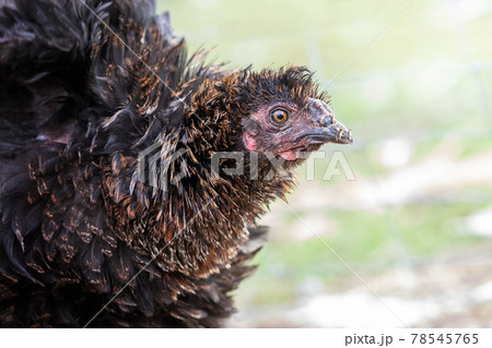 Portrait of a brown young cock like a cone, in front Portrait of a brown young cock like a cone, in front 78545765