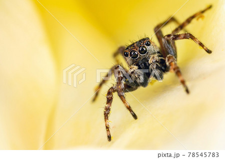 Jumping spider on the nice plant in the yellow background Jumping spider on the nice plant in the yellow background 78545783