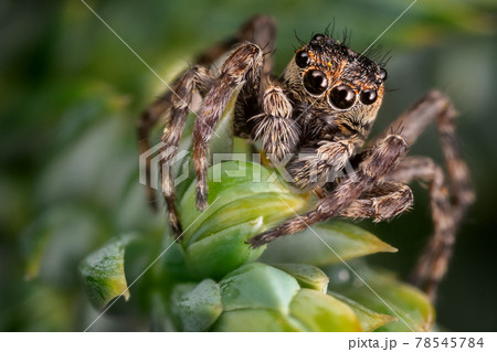 A brown jumping spider on the nice green plant 78545784