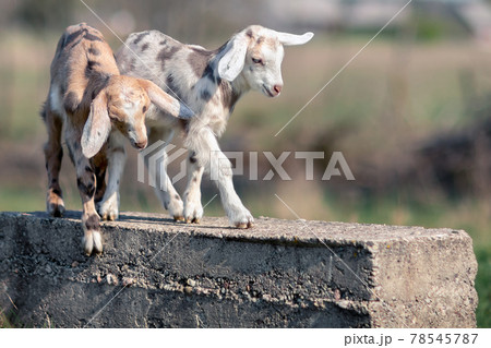 Two nice spotted goatlings plaing 78545787