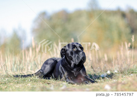 The dog proudly lies in the meadow The dog proudly lies in the meadow 78545797