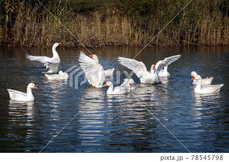 The white gooses angel wings dance 78545798