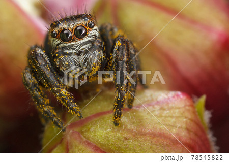 Jumping spider on the red buds 78545822