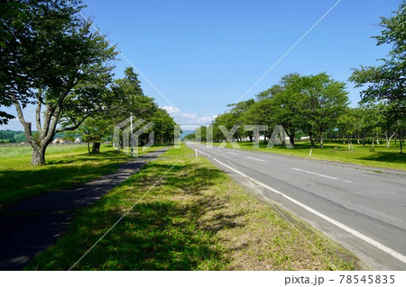 二十間道路桜並木・初夏 78545835