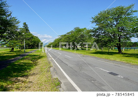 二十間道路桜並木・初夏 78545845