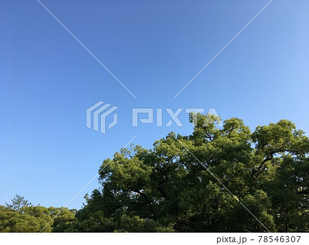 初夏の早朝の空と森 78546307